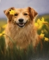 Preview: Diamond Painting Golden Retriever