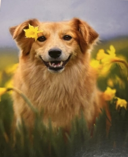 Diamond Painting Golden Retriever