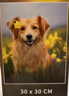 Preview: Diamond Painting Golden Retriever