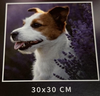Preview: Diamond Painting Jack Russell Terrier