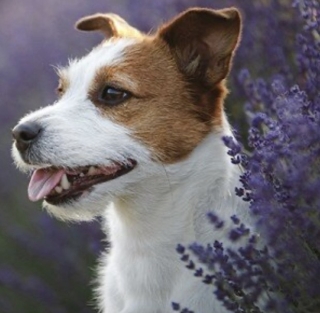 Diamond Painting Jack Russell Terrier